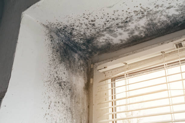 Affordable Mold Removal solutions in Thornton, CO